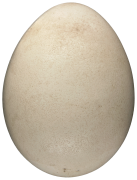 päiperlek 1 lëscht